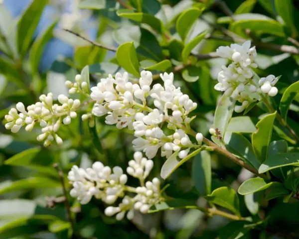 Grappes de petites fleurs blanches écloses sur une haie de troène, avec des feuilles vertes luxuriantes en arrière-plan.