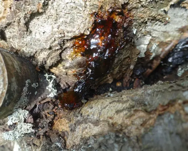 Goutte de résine ambrée suintant d'un tronc d'arbre, signe d'un chancre cerisier.
