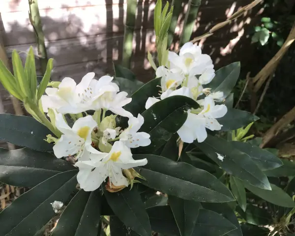 Gros plan sur des fleurs de rhododendron blanches avec des touches de jaune, mises en valeur par une exposition ensoleillée.