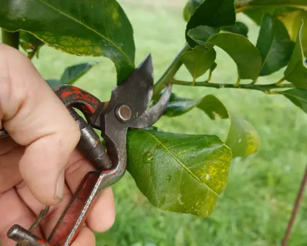 Main d'un jardinier utilisant un sécateur pour la taille d'un oranger, coupant une petite branche.
