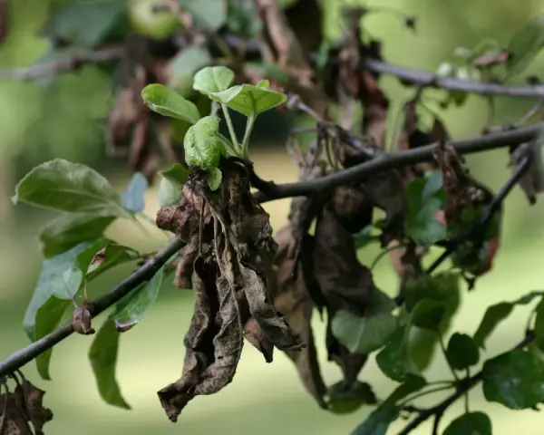 Feuilles de pommier mortes et vertes, signe d'un traitement nécessaire.