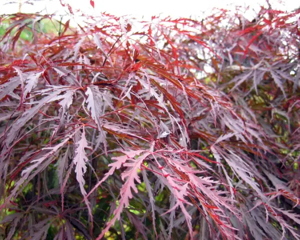 Feuilles déchiquetées d'un érable du Japon, aux teintes pourpres et rosées, évoquant une possible maladie.