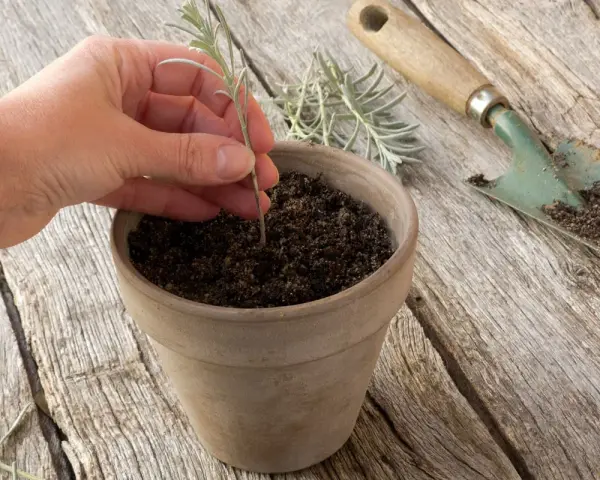 Main d'une personne plantant une jeune pousse de lavande dans un pot en terre cuite. Outil de jardinage à proximité.
