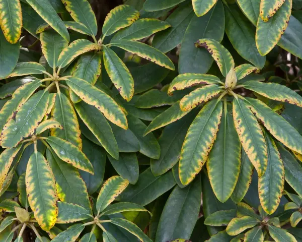 Feuilles de rhododendron atteintes d'une maladie, présentant des taches jaunes et brunes sur les bords.