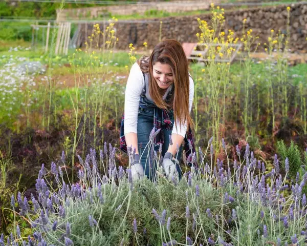Une femme souriante s'occupe de la taille de lavande dans un champ fleuri.