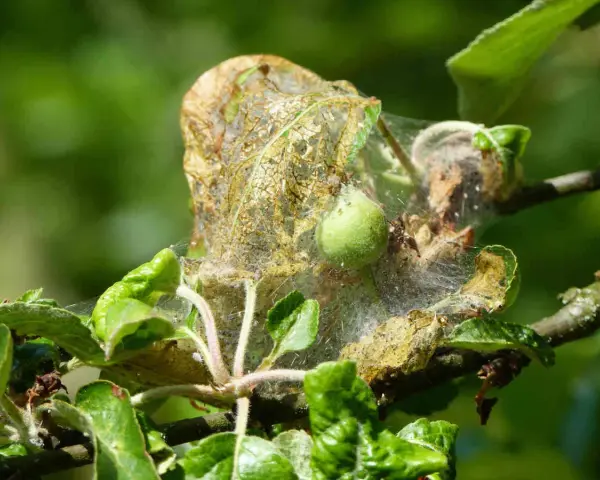 Nid de chenille sur pommier. Un traitement naturel est nécessaire pour protéger l'arbre.