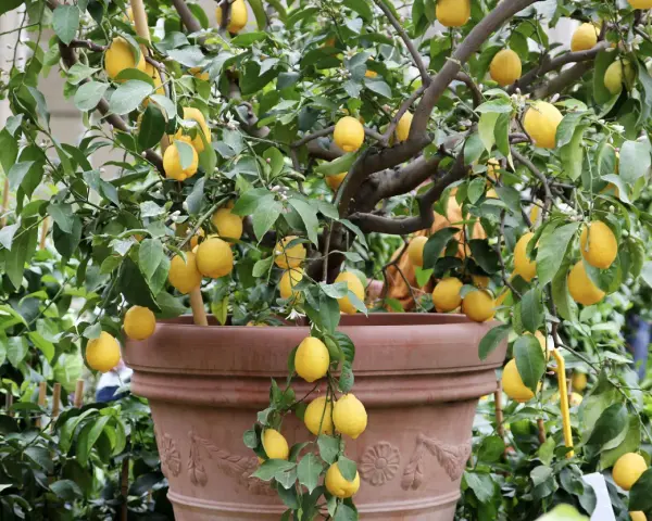 Un citronnier en pot, prêt à greffer, porte de nombreux fruits jaunes mûrs et des fleurs.