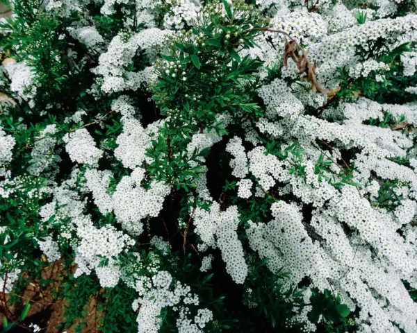 Un buisson de spirée en pleine floraison, ses grappes de petites fleurs blanches contrastent avec le feuillage vert. Une taille adéquate permettrait de mettre en valeur sa forme naturelle.