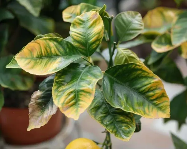 Les feuilles du citronnier se recroquevillent, montrant des marbrures jaunes et vertes. Un citron jaune est visible en bas.