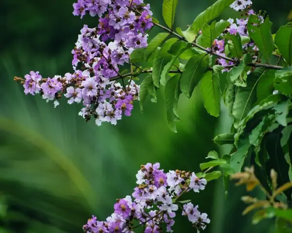 Grappes de fleurs mauves et blanches sur une branche de lagerstroemia, avec des feuilles vertes luxuriantes en arrière-plan.