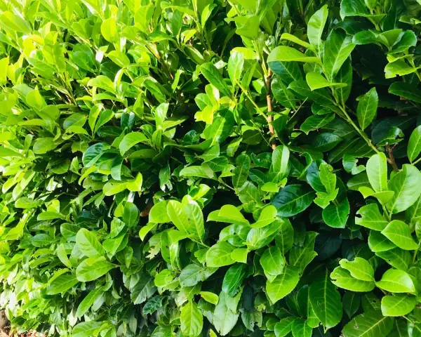 Gros plan sur un feuillage dense et vert, typique d'une bouture de laurier cerise. Les feuilles luisantes forment un mur végétal.