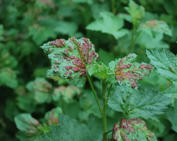 Feuilles de groseillier atteintes d'une maladie, présentant des boursouflures rouges et vertes.