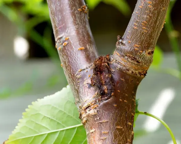 Gros plan sur un chancre d'arbre, une plaie sombre sur l'écorce brune, avec une feuille verte floue à gauche.