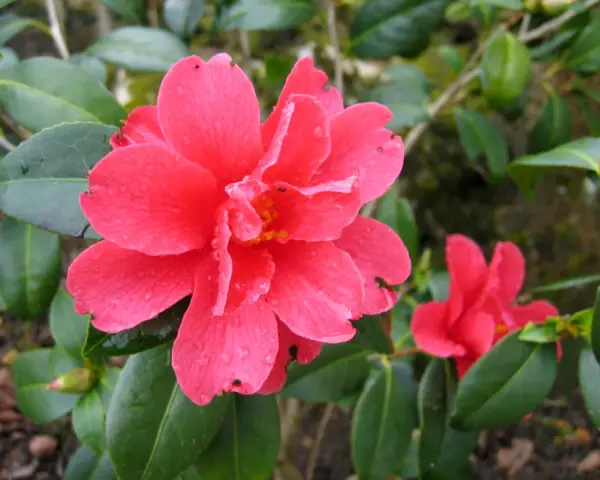 Une belle bouture camélia rose vif, ornée de gouttelettes d'eau, s'épanouit parmi ses feuilles vertes.