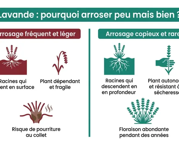 Faut-il arroser la lavande ? L'image compare l'arrosage fréquent et léger (racines superficielles, plante fragile) à l'arrosage copieux et rare (racines profondes, plante résistante).