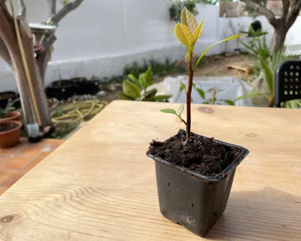 Jeune plant d'avocatier avec une tige trop longue, en pot sur une table en bois.