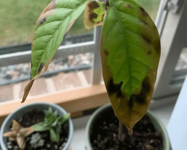 Une feuille d'avocatier montre des taches brunes et des bords secs, signe de stress ou de maladie.