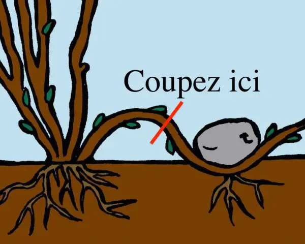 Illustration du marcottage du noisetier : une branche courbée vers le sol, avec une indication "Coupez ici" et une pierre pour maintenir la branche.