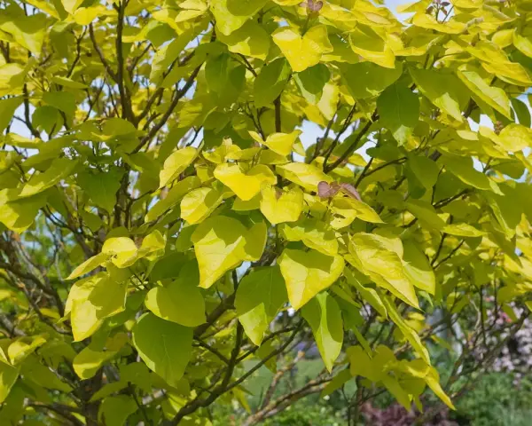 Feuillage doré d'un catalpa, ses feuilles lumineuses captent la lumière du soleil. La taille de cet arbre est idéale pour un jardin.