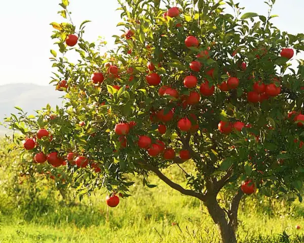 Un arbre de grenadier porte de nombreux fruits rouges mûrs, offrant une belle exposition dans un verger ensoleillé.