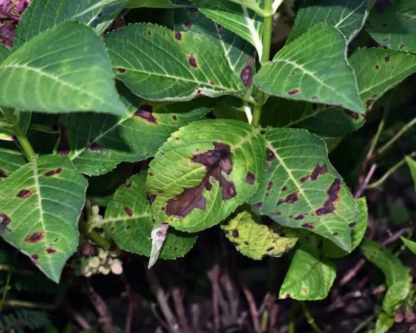 Feuilles d'hortensia atteintes de la maladie des hortensias, présentant des taches brunes et des zones nécrosées.