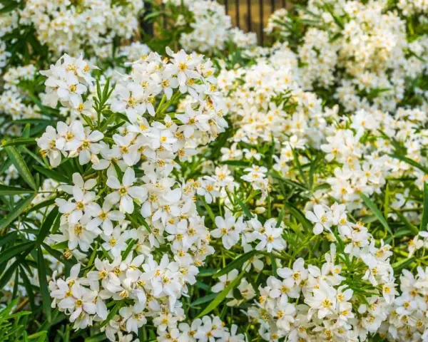 Gros plan sur une **bouture d'oranger du Mexique** en pleine floraison, ses petites fleurs blanches étoilées illuminent le feuillage vert.