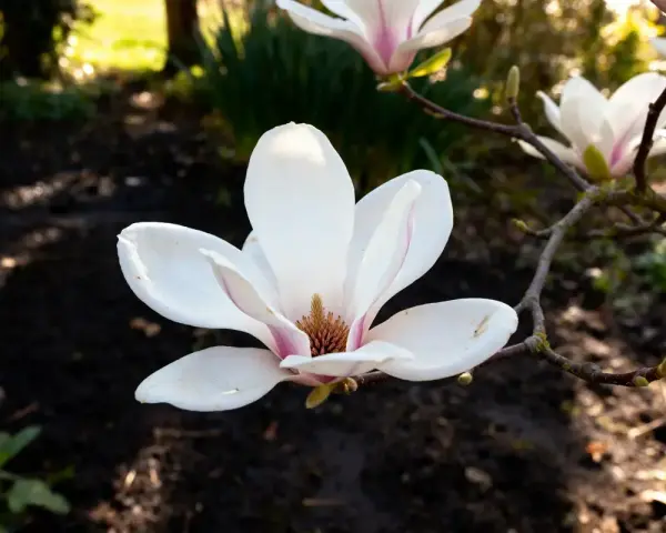 Magnolia blanche en gros plan, parfaite pour apprendre comment tailler un magnolia. Le soleil éclaire ses pétales délicats.