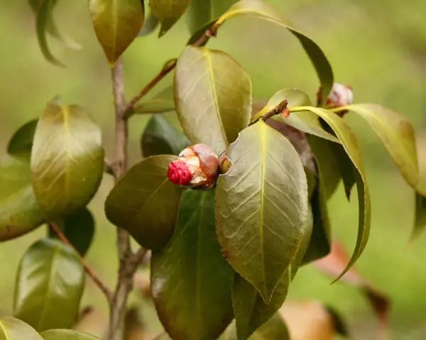 Un bourgeon de camélia rouge vif commence à s'ouvrir, entouré de feuilles vertes. Il semble que la plante souffre d'une maladie, car certaines feuilles sont décolorées.