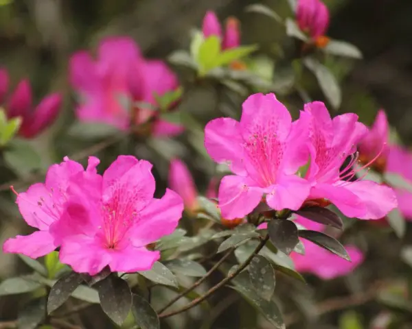 Des fleurs d'azalée d'un rose vif, avec des taches plus foncées sur leurs pétales, s'épanouissent. La taille de ces azalées est impressionnante.