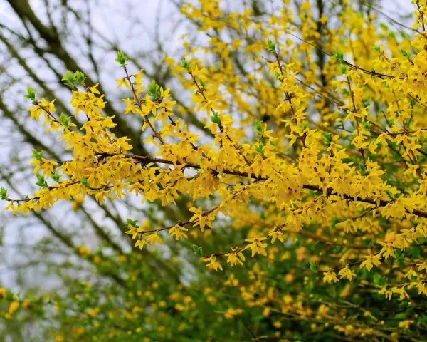 Rameaux couverts de fleurs jaunes éclatantes, annonçant la forsythia floraison. Le printemps est là !