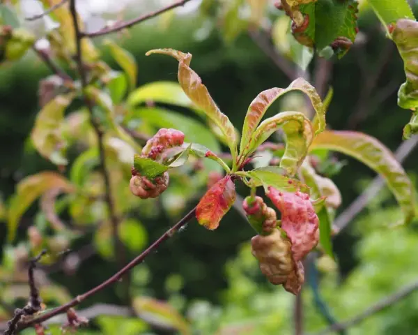 Feuilles de pêcher déformées et rouges, signe d'une maladie.