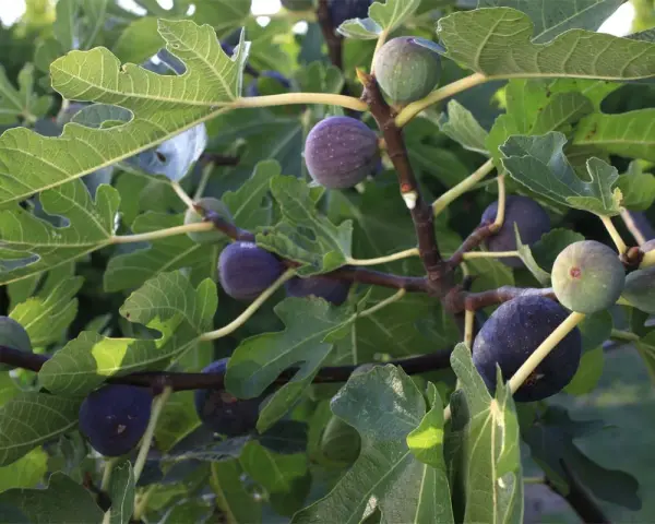 Comment faire pousser un figuier à partir d'une figue : des figues vertes et violettes mûrissent sur un arbre feuillu, promettant de futurs plants.