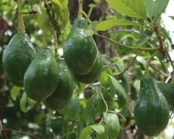 Grappe d'avocats verts mûrs sur une branche. L'avocatier taille est impressionnante, promettant une belle récolte.
