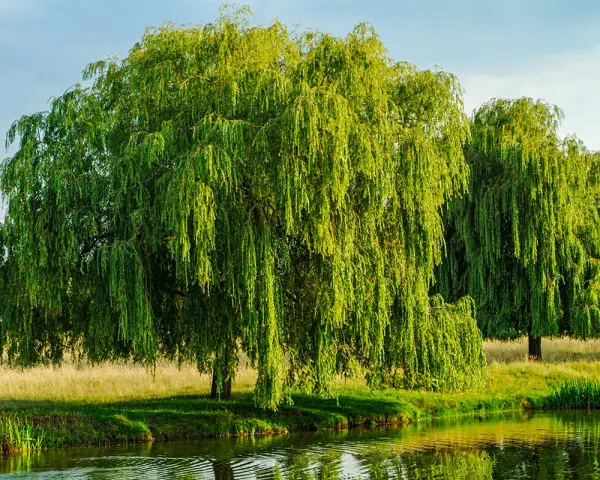 Un grand saule pleureur, ses branches tombantes comme des cascades vertes, se reflète dans l'eau calme. Il semble que le saule pleureur perd ses feuilles, mais c'est juste la lumière qui joue.