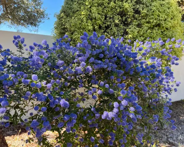 Un magnifique céanothe terre de bruyère, couvert de grappes de fleurs bleues éclatantes, illumine un jardin ensoleillé.