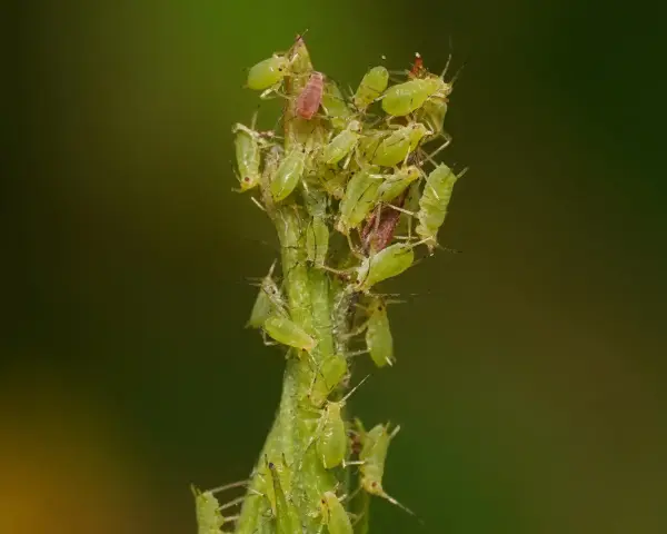Un essaim de pucerons verts du rosier s'agglutine sur une tige verte, certains individus étant d'un rouge plus foncé.