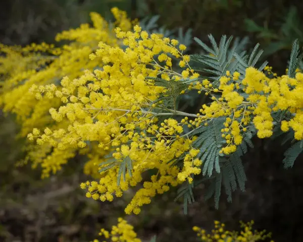 Rameau de mimosa aux fleurs d'un jaune éclatant, évoquant la douceur du printemps. La couleur mimosa est ici à son apogée.