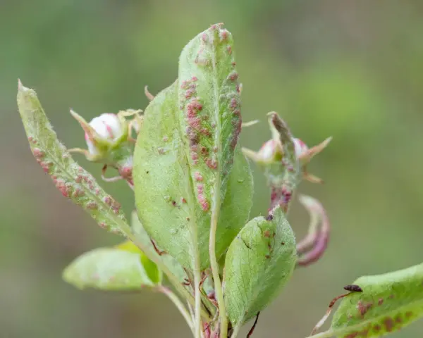 Feuilles de poirier atteintes par le phytopte du poirier, avec de petites pustules rouges et des bourgeons floraux.