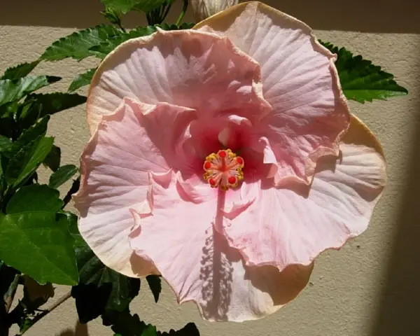 Fleur d'hibiscus rouge vif avec des feuilles vertes et un bouton floral.