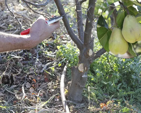 Main d'un jardinier taillant un jeune cognassier. En médaillon, deux fruits jaunes mûrs sur une branche.