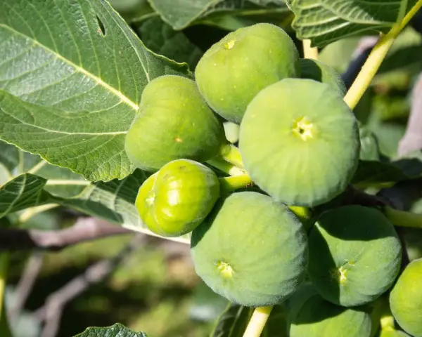 Grappe de figues vertes mûres sur une branche, avec des feuilles luxuriantes.