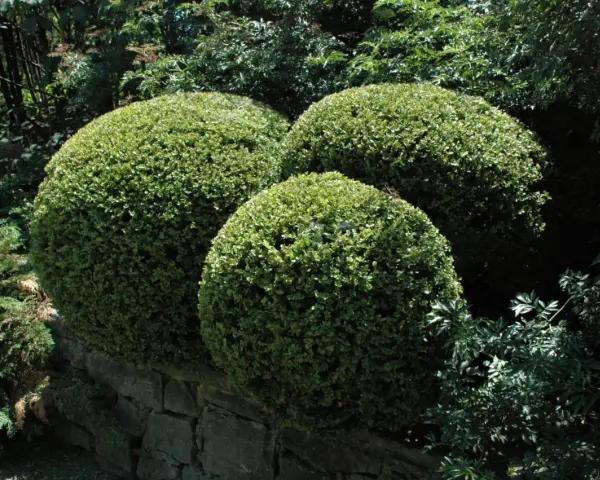 Trois buis taillés en boules sur un muret de pierre. Ces arbustes, malgré leur belle apparence, peuvent souffrir de la maladie du buis.