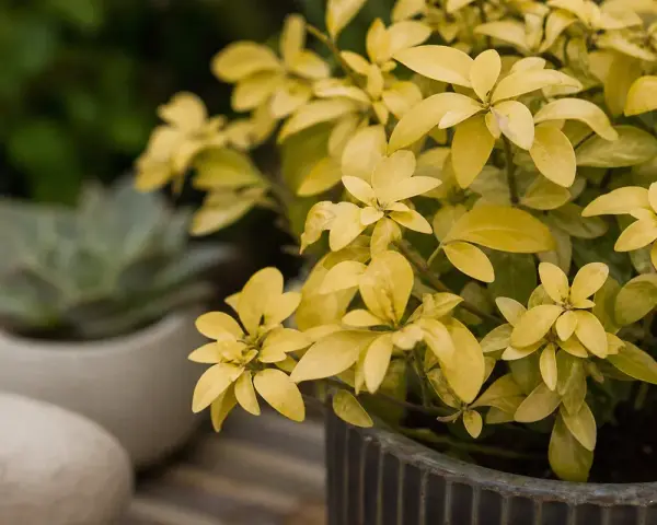 Plante d'Oranger du Mexique aux feuilles jaunes, peut-être un signe de maladie. Un succulent est flou en arrière-plan.