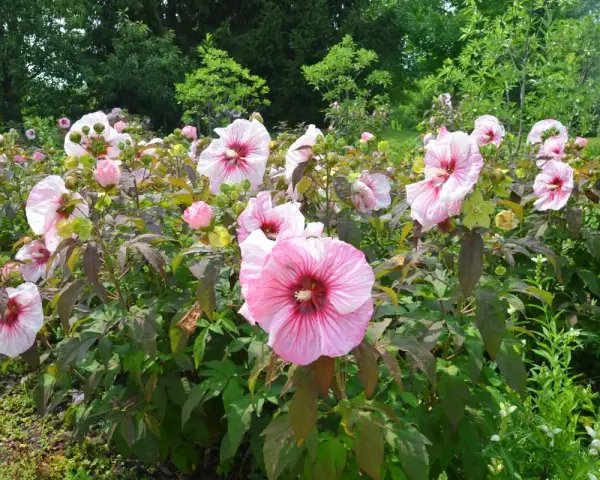 Un parterre de fleurs roses éclatantes, une magnifique floraison hibiscus, se dresse fièrement sous le soleil, entouré de verdure luxuriante.