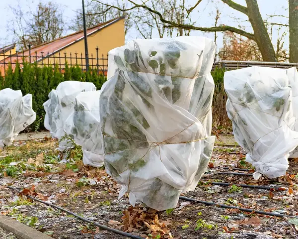 Des plantes, dont un palmier, sont emballées dans du tissu blanc pour les protéger du **palmier hiver**.