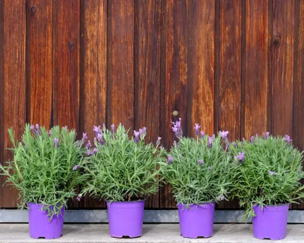 Quatre pots de lavande variété aux fleurs violettes, alignés devant un mur de bois brun.