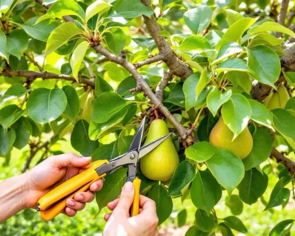 Mains tenant des ciseaux jaunes pour apprendre comment tailler un poirier, près de poires mûres sur une branche feuillue.