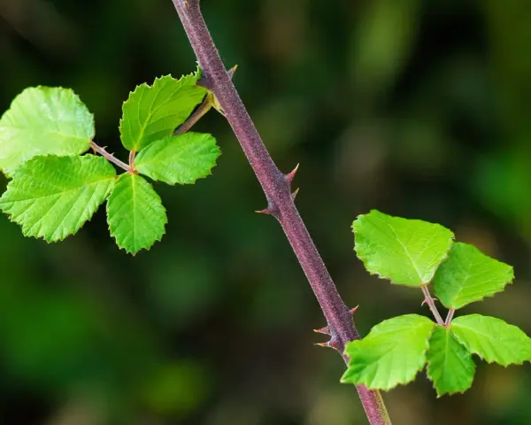 Tige pourpre de ronce avec des feuilles vertes vives et des épines acérées, un défi pour se débarrasser des ronces.