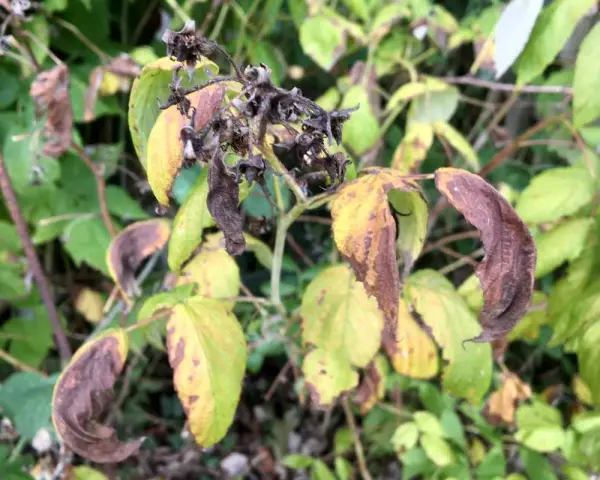 Feuilles de framboisier jaunies et brunies, signe d'une maladie. Les tiges sont sèches et les fruits flétris.