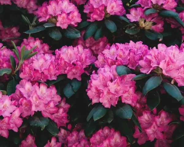 Gros plan sur des fleurs de rhododendron roses vives, leurs pétales délicats contrastant avec le feuillage sombre. La taille de ces fleurs est impressionnante.